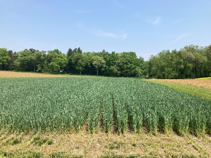 A wheat field.